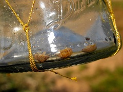 Alloniscus marinus