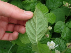 Rubus × idaeoides