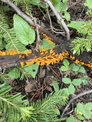 Gymnosporangium clavariiforme