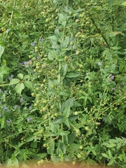 Scrophularia scorodonia
