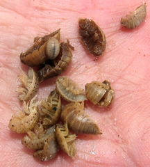 Alloniscus marinus