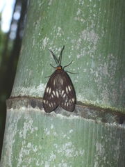 Milleria litana