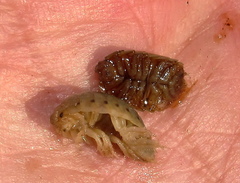 Alloniscus marinus