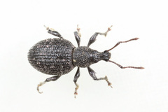 Otiorhynchus tristis