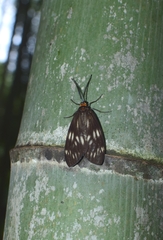 Milleria litana