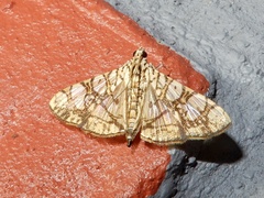 Glyphodes caesalis