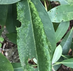 Clinodiplosis rhododendri