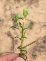 Oenothera berlandieri berlandieri
