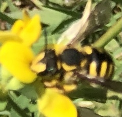 Anthidium florentinum