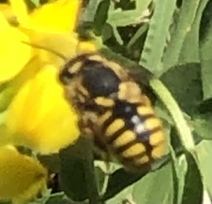 Anthidium florentinum