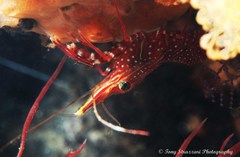 Rhynchocinetes serratus