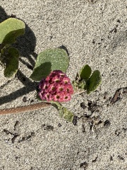 Abronia maritima × latifolia