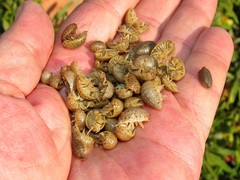 Alloniscus marinus