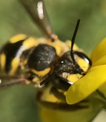 Anthidium florentinum