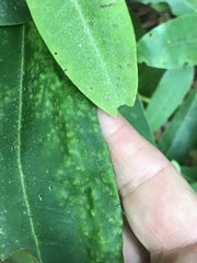 Clinodiplosis rhododendri