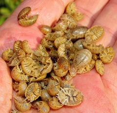 Alloniscus marinus