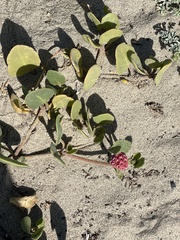 Abronia maritima × latifolia