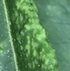 Clinodiplosis rhododendri