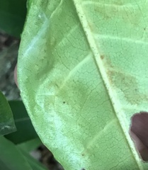 Clinodiplosis rhododendri