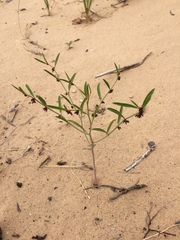 Phyllanthus warnockii