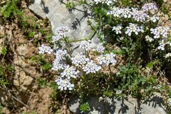 Iberis pectinata