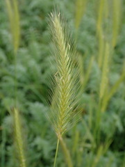 Hordeum secalinum
