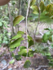 Eugenia biflora
