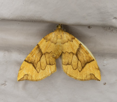 Eulithis propulsata