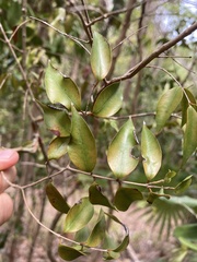 Eugenia biflora