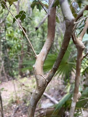 Eugenia biflora