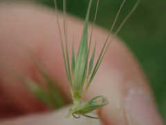 Hordeum secalinum