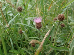 Centaurea debeauxii