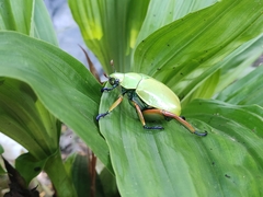 Chrysina macropus