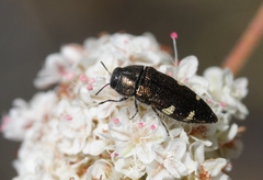 Acmaeodera prorsa