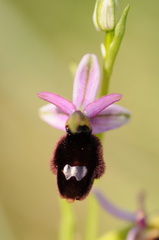 Ophrys bertolonii balearica