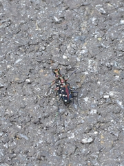 Cosmodela separata