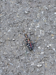 Cosmodela separata