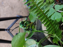 Chrysina macropus