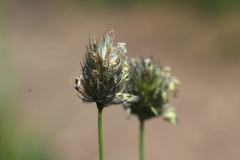 Phleum alpinum alpinum