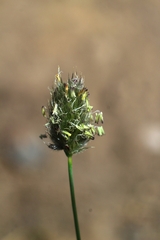 Phleum alpinum alpinum