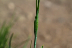 Phleum alpinum alpinum