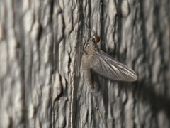 Ephemeroptera