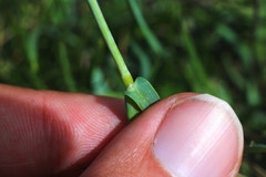 Phleum alpinum alpinum