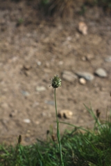 Phleum alpinum alpinum