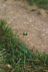 Phleum alpinum alpinum