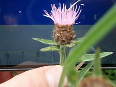 Centaurea debeauxii