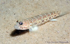 Istigobius hoesei