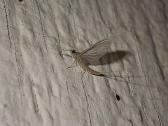 Ephemeroptera