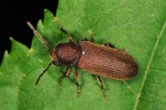 Hemicoelus