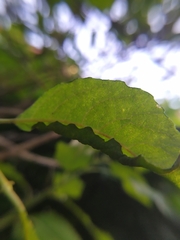Euura leucosticta